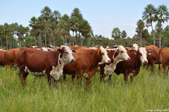 2015-04-07 braford -