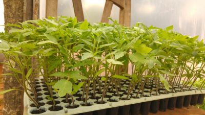 71417291470351118_70