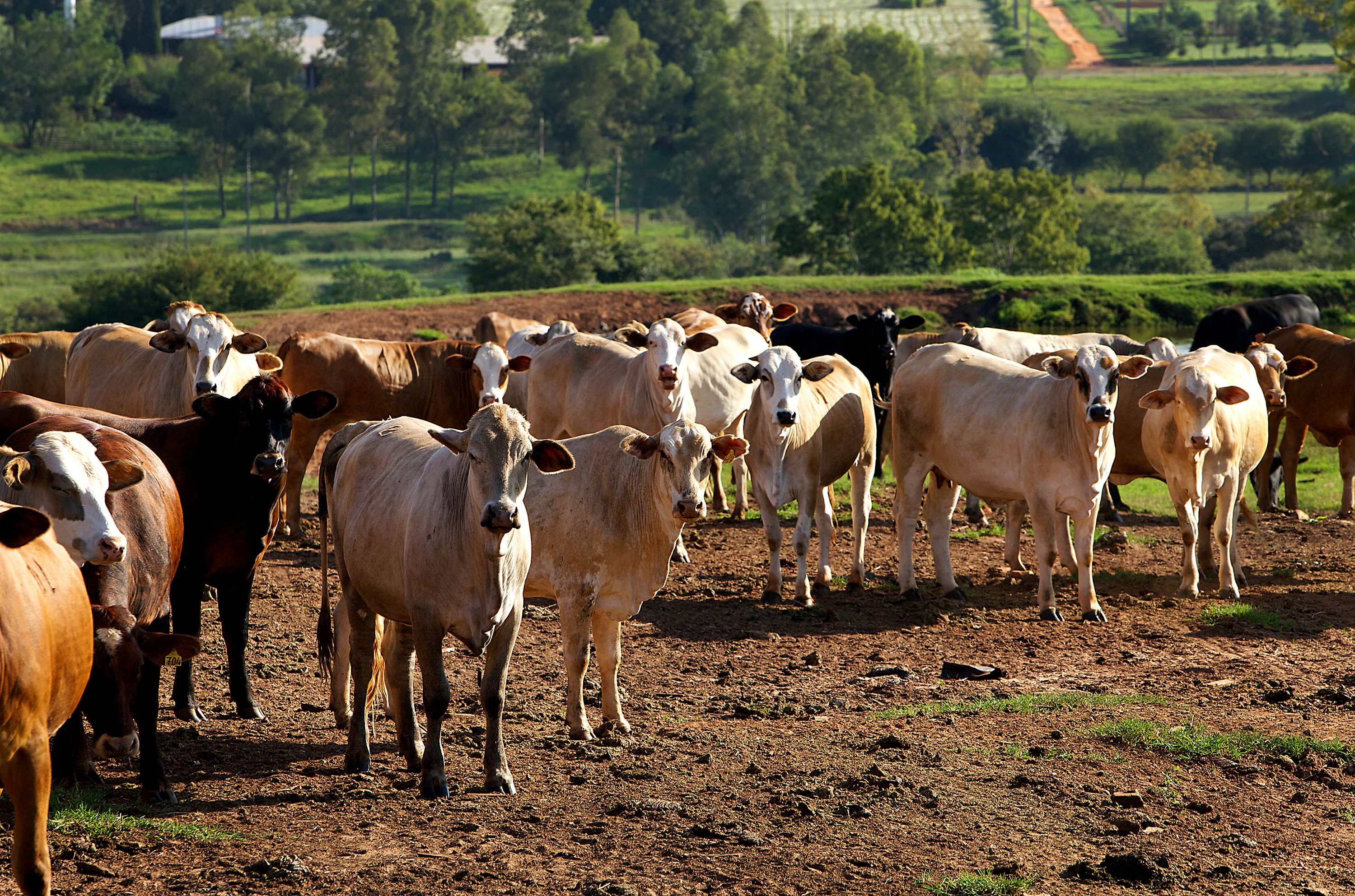 Породы крс парагвай. Уругвай сельское хозяйство. Уругвай сельское хозяйство. Животноводство в парагвае. Коровы в парагвае.