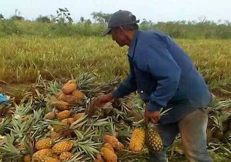 Cosecha de piña para exportación