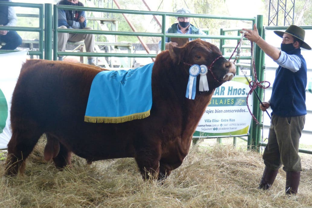 En Argentina se vendió un Angus colorado a un precio histórico: US$ 33. ...