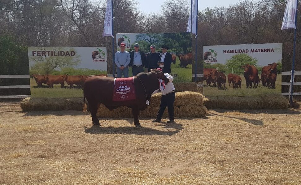 Neuland y Chaco Pora lograron los Grandes Campeones de la Expo Nacional ...