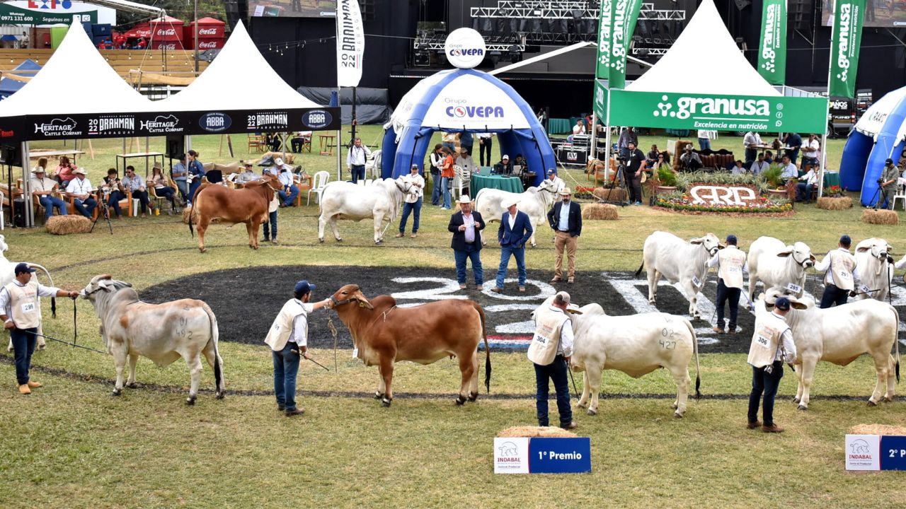 Sector ganadero marcará presencia en la Expo MRA con más de 2.600 ...