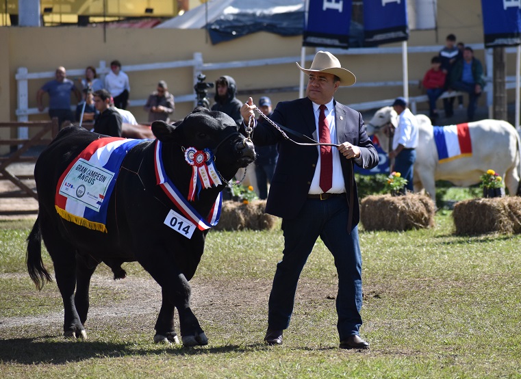 Desfile de Grandes Campeones.