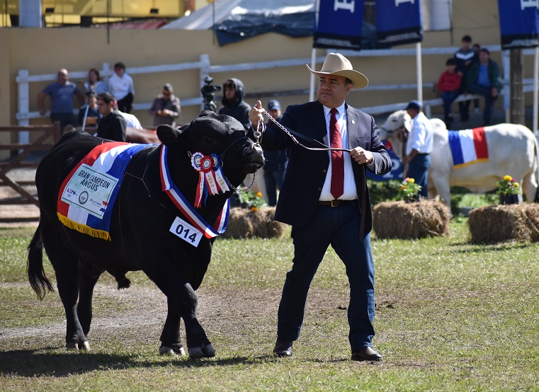 Desfile de Grandes Campeones. 