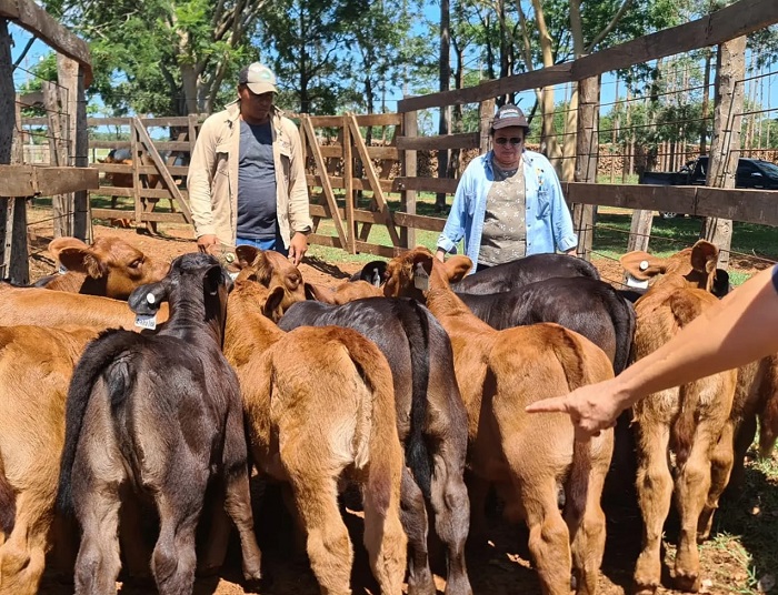 Familia Herrera seleccionando terneros