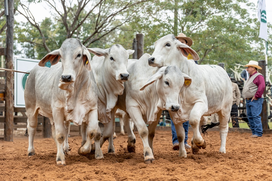 Ganado Brahman. Foto: Eugenia Villalba Campo