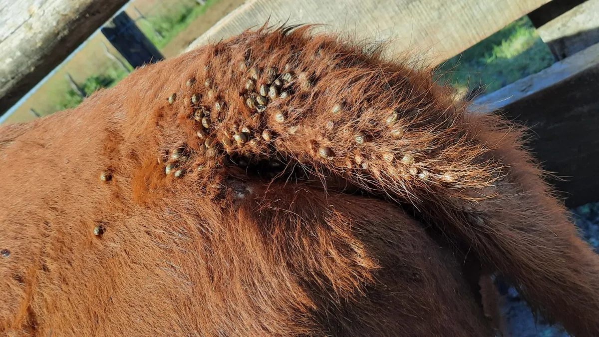 Uruguay inició experiencia de vacunación contra la garrapata