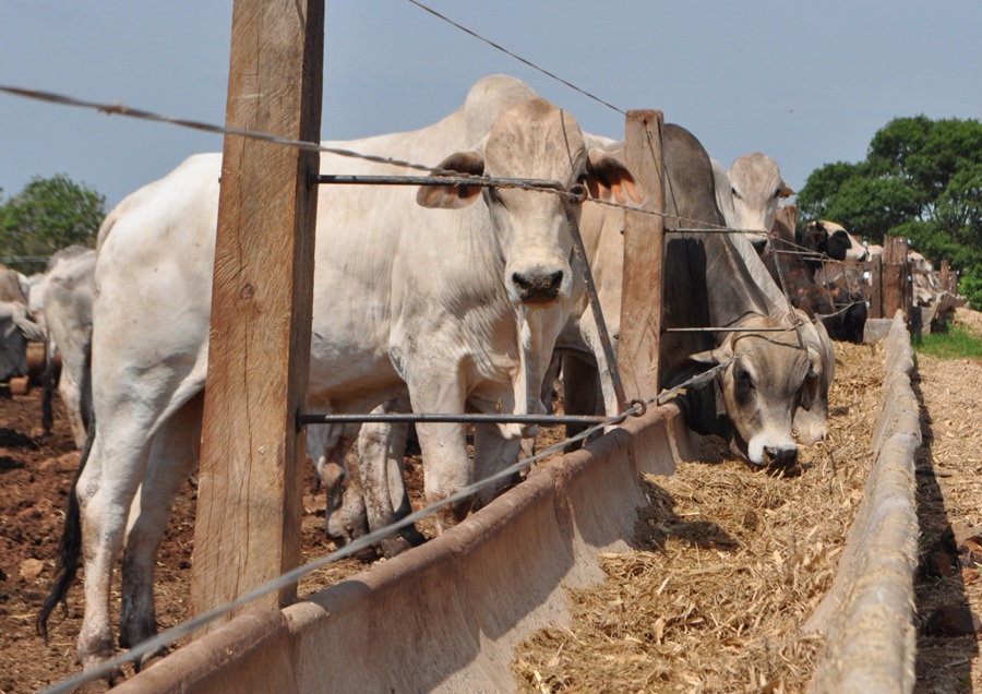 Ganado en confinamiento. Foto: ABC